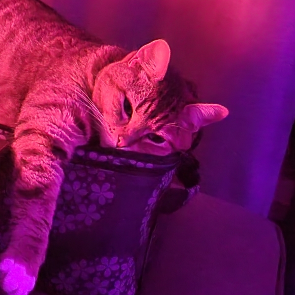 Meet your Posher, Cassy - Picture 3 of 5